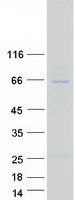 ANAPC7 / APC7 Protein - Purified recombinant protein ANAPC7 was analyzed by SDS-PAGE gel and Coomassie Blue Staining
