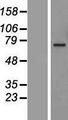 ANGEL1 Protein - Western validation with an anti-DDK antibody * L: Control HEK293 lysate R: Over-expression lysate