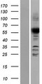 ANGEL2 Protein - Western validation with an anti-DDK antibody * L: Control HEK293 lysate R: Over-expression lysate