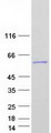 ANGEL2 Protein - Purified recombinant protein ANGEL2 was analyzed by SDS-PAGE gel and Coomassie Blue Staining