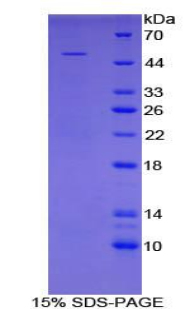 ANGPT4 / Angiopoietin-4 Protein - Recombinant Angiopoietin 4 By SDS-PAGE