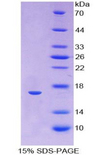 ANGPTL1 Protein - Recombinant Angiopoietin Like Protein 1 By SDS-PAGE