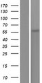 ANGPTL2 / ARP2 Protein - Western validation with an anti-DDK antibody * L: Control HEK293 lysate R: Over-expression lysate