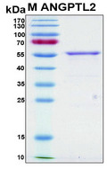 ANGPTL2 / ARP2 Protein - SDS-PAGE under reducing conditions and visualized by Coomassie blue staining