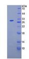 ANGPTL2 / ARP2 Protein - Recombinant Angiopoietin Like Protein 2 By SDS-PAGE