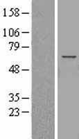 ANGPTL3 Protein - Western validation with an anti-DDK antibody * L: Control HEK293 lysate R: Over-expression lysate
