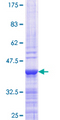 ANGPTL3 Protein - 12.5% SDS-PAGE Stained with Coomassie Blue.