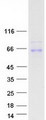 ANGPTL3 Protein - Purified recombinant protein ANGPTL3 was analyzed by SDS-PAGE gel and Coomassie Blue Staining