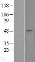 ANGPTL4 Protein - Western validation with an anti-DDK antibody * L: Control HEK293 lysate R: Over-expression lysate