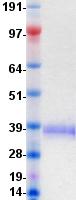 ANGPTL4 Protein