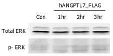 ANGPTL7 / CDT6 Protein - ERK phosphorylation induced by hANGPTL7 in THP-1 cells. THP-1 monocyte cells were serum starved for 16 hours and then stimulated with ANGPTL7 (human) (rec.) (500ng/ml) for 1, 2 and 3 hours, respectively. Antibodies against pERK1/2 and total ERK1/2 were used for immunoblotting.