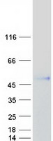 ANGPTL7 / CDT6 Protein - Purified recombinant protein ANGPTL7 was analyzed by SDS-PAGE gel and Coomassie Blue Staining