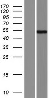 ANHX Protein - Western validation with an anti-DDK antibody * L: Control HEK293 lysate R: Over-expression lysate