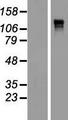 Anillin Protein - Western validation with an anti-DDK antibody * L: Control HEK293 lysate R: Over-expression lysate