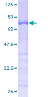 Anillin Protein - 12.5% SDS-PAGE of human ANLN stained with Coomassie Blue