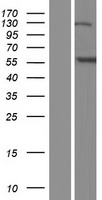 ANKFY1 Protein - Western validation with an anti-DDK antibody * L: Control HEK293 lysate R: Over-expression lysate