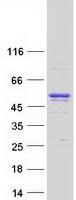 ANKFY1 Protein - Purified recombinant protein ANKFY1 was analyzed by SDS-PAGE gel and Coomassie Blue Staining