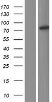 ANKHD1 Protein - Western validation with an anti-DDK antibody * L: Control HEK293 lysate R: Over-expression lysate