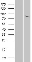 ANKK1 Protein - Western validation with an anti-DDK antibody * L: Control HEK293 lysate R: Over-expression lysate