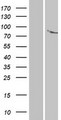 ANKK1 Protein - Western validation with an anti-DDK antibody * L: Control HEK293 lysate R: Over-expression lysate