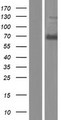 ANKLE1 Protein - Western validation with an anti-DDK antibody * L: Control HEK293 lysate R: Over-expression lysate