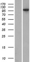 ANKMY1 Protein - Western validation with an anti-DDK antibody * L: Control HEK293 lysate R: Over-expression lysate