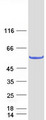 ANKMY2 Protein - Purified recombinant protein ANKMY2 was analyzed by SDS-PAGE gel and Coomassie Blue Staining