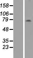 ANKRD13B Protein - Western validation with an anti-DDK antibody * L: Control HEK293 lysate R: Over-expression lysate