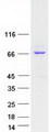 ANKRD13B Protein - Purified recombinant protein ANKRD13B was analyzed by SDS-PAGE gel and Coomassie Blue Staining