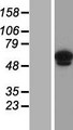 ANKRD13C Protein - Western validation with an anti-DDK antibody * L: Control HEK293 lysate R: Over-expression lysate