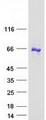 ANKRD13C Protein - Purified recombinant protein ANKRD13C was analyzed by SDS-PAGE gel and Coomassie Blue Staining