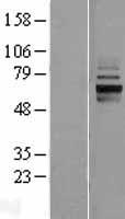 ANKRD13D Protein - Western validation with an anti-DDK antibody * L: Control HEK293 lysate R: Over-expression lysate