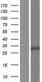 ANKRD18A Protein - Western validation with an anti-DDK antibody * L: Control HEK293 lysate R: Over-expression lysate