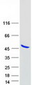 ANKRD2 Protein - Purified recombinant protein ANKRD2 was analyzed by SDS-PAGE gel and Coomassie Blue Staining