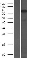 ANKRD20A1 Protein - Western validation with an anti-DDK antibody * L: Control HEK293 lysate R: Over-expression lysate
