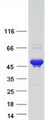 ANKRD40 Protein - Purified recombinant protein ANKRD40 was analyzed by SDS-PAGE gel and Coomassie Blue Staining