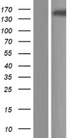 ANKRD50 Protein - Western validation with an anti-DDK antibody * L: Control HEK293 lysate R: Over-expression lysate