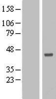 ANKRD53 Protein - Western validation with an anti-DDK antibody * L: Control HEK293 lysate R: Over-expression lysate