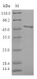 ANKRD54 / LIAR Protein - (Tris-Glycine gel) Discontinuous SDS-PAGE (reduced) with 5% enrichment gel and 15% separation gel.