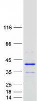 ANKRD54 / LIAR Protein - Purified recombinant protein ANKRD54 was analyzed by SDS-PAGE gel and Coomassie Blue Staining