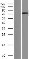 ANKRD55 Protein - Western validation with an anti-DDK antibody * L: Control HEK293 lysate R: Over-expression lysate
