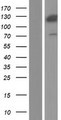 ANKS1A / ODIN Protein - Western validation with an anti-DDK antibody * L: Control HEK293 lysate R: Over-expression lysate