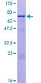 ANKS1A / ODIN Protein - 12.5% SDS-PAGE of human ANKS1A stained with Coomassie Blue