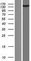 ANKS1B Protein - Western validation with an anti-DDK antibody * L: Control HEK293 lysate R: Over-expression lysate