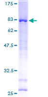 ANKS1B Protein - 12.5% SDS-PAGE of human EB-1 stained with Coomassie Blue