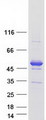 ANKS1B Protein - Purified recombinant protein ANKS1B was analyzed by SDS-PAGE gel and Coomassie Blue Staining