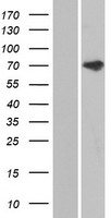 ANKS3 Protein - Western validation with an anti-DDK antibody * L: Control HEK293 lysate R: Over-expression lysate