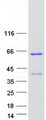 ANKS4B Protein - Purified recombinant protein ANKS4B was analyzed by SDS-PAGE gel and Coomassie Blue Staining