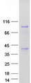 ANKZF1 Protein - Purified recombinant protein ANKZF1 was analyzed by SDS-PAGE gel and Coomassie Blue Staining