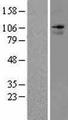 ANO7 / TMEM16G / NGEP Protein - Western validation with an anti-DDK antibody * L: Control HEK293 lysate R: Over-expression lysate